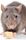 Avatar for Ratinthekitchen